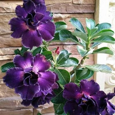 Purple Desert Rose Seeds