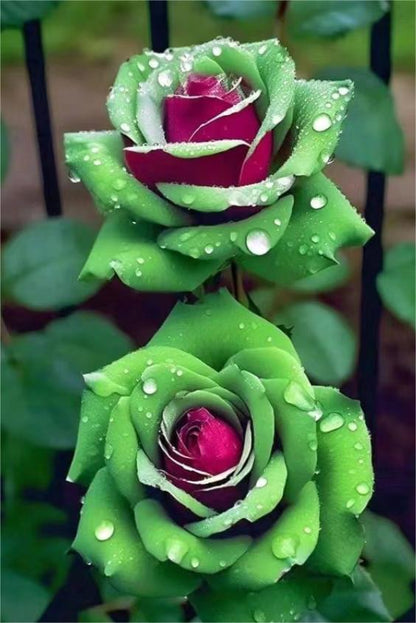 Ruby Green Twin Roses