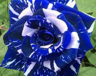 Blue Dragon Rose Seeds