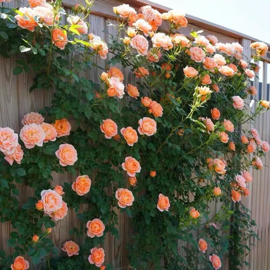 Orange Climbing Rose Seeds