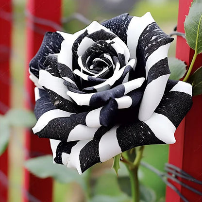 RARE BLACK & WHITE ROSE