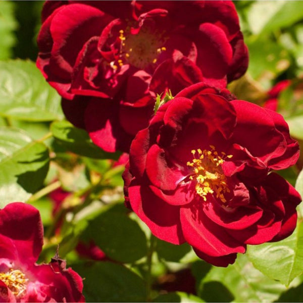 Explosion Climbing Rose Garden Seeds