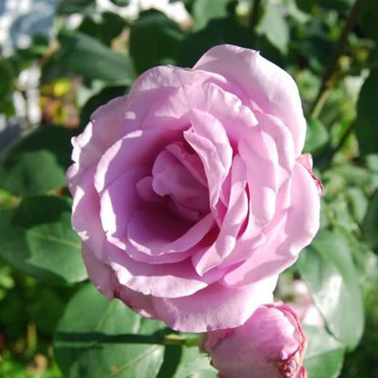 Light Purple Climbing Rose Seeds