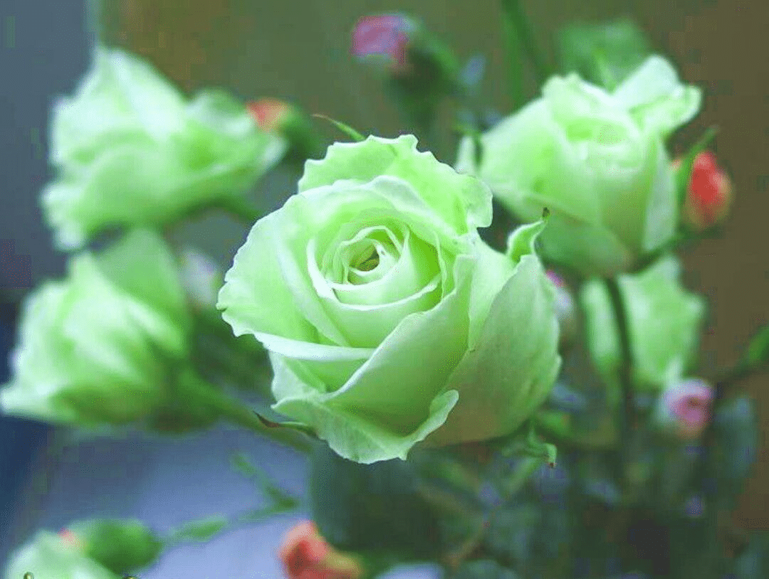 Green Rose Flower Seeds