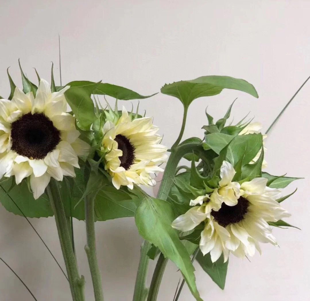 50 Seeds White sunflower with black core