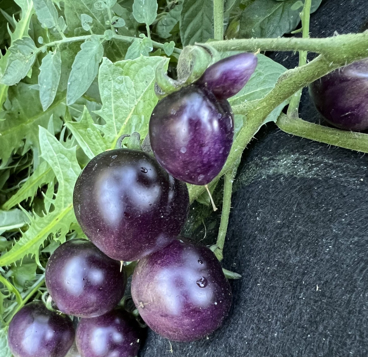 💙🍅Bosque Blue Tomato Seeds | Organic