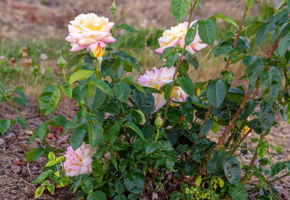 Peaceful Roses - The Messenger of Peace