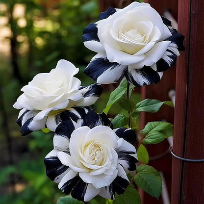 RARE BLACK & WHITE ROSE