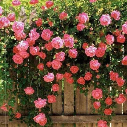 56% OFF✨100 Pcs Rare Climbing Rose Seeds🌹