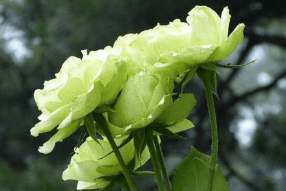 Green Rose Flower Seeds