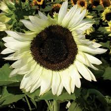 White Nite Sunflower Seeds Rare Sun Flower Seeds