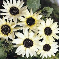 White Nite Sunflower Seeds Rare Sun Flower Seeds