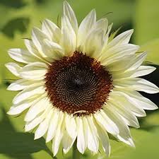 White Nite Sunflower Seeds Rare Sun Flower Seeds