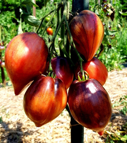 🍅❤️Crushed Heart Tomato Seeds