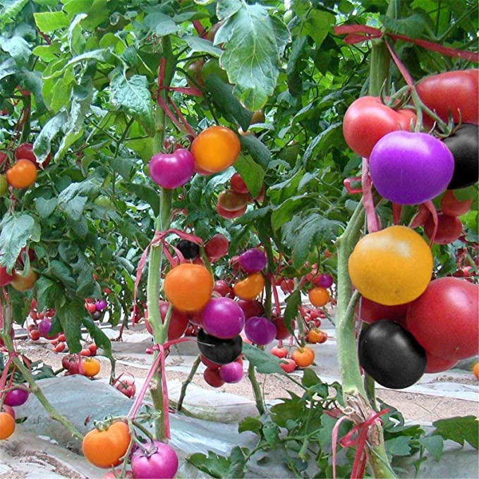 🌈🍅Rainbow Tomato Seeds