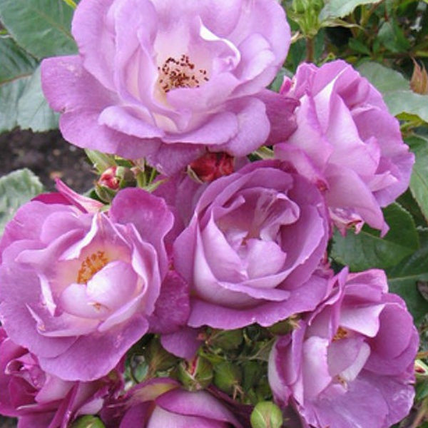 Light Purple Climbing Rose Seeds