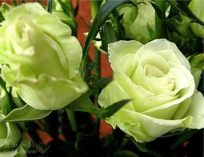 Green Rose Flower Seeds