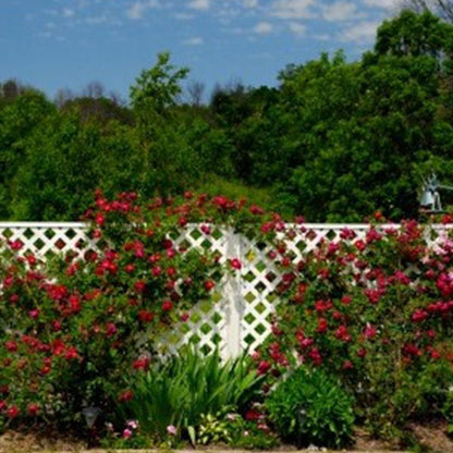 Alitissimo Climbing Rose Seeds