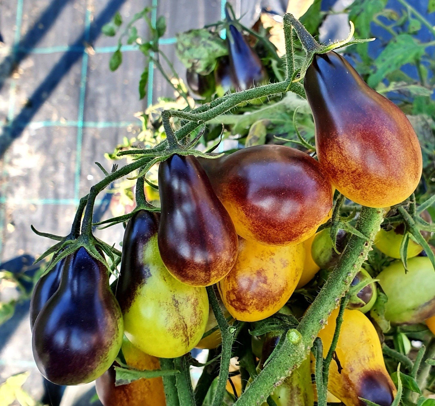 💥💥Indigo Pear Drops Tomato Seeds🍅