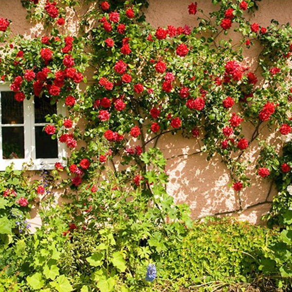 Alitissimo Climbing Rose Seeds