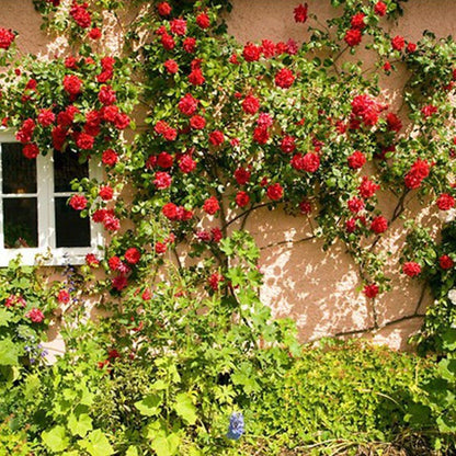 Alitissimo Climbing Rose Seeds