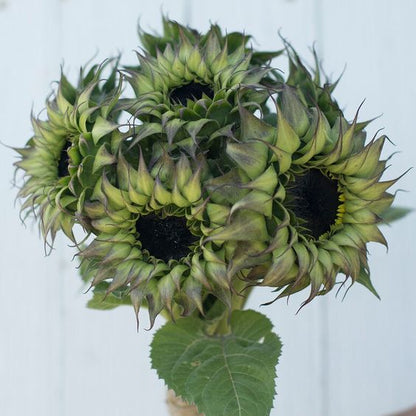 💥50% OFF🌻Unique Sunflower, Sun-Fill Mix Hybrid🏵️