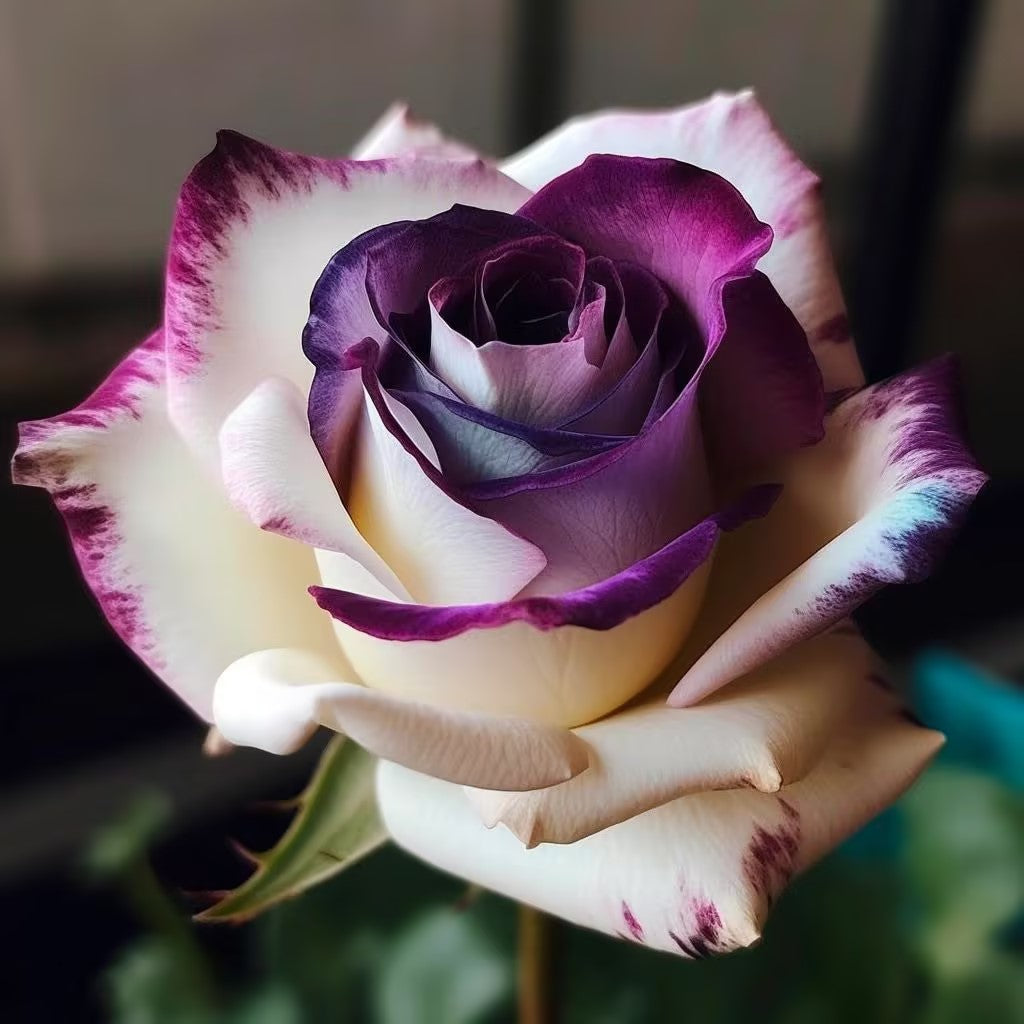 Rare Violet Rose Roses - Seeds