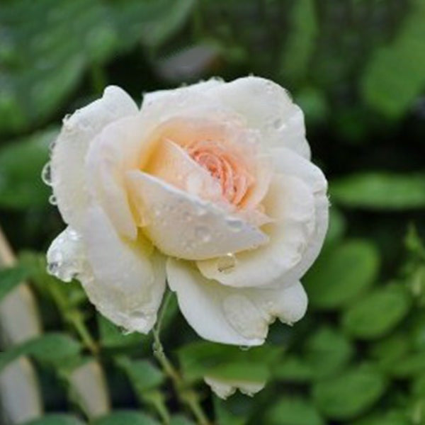 White Climbing Rose Seeds