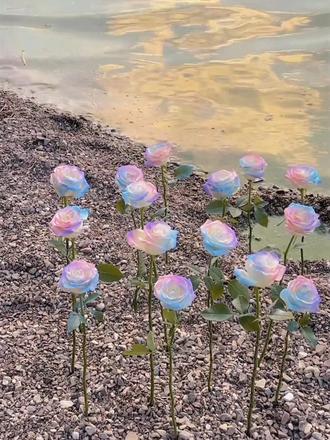 Rare Seeds - Datura Langaros Roses of the Western Regions