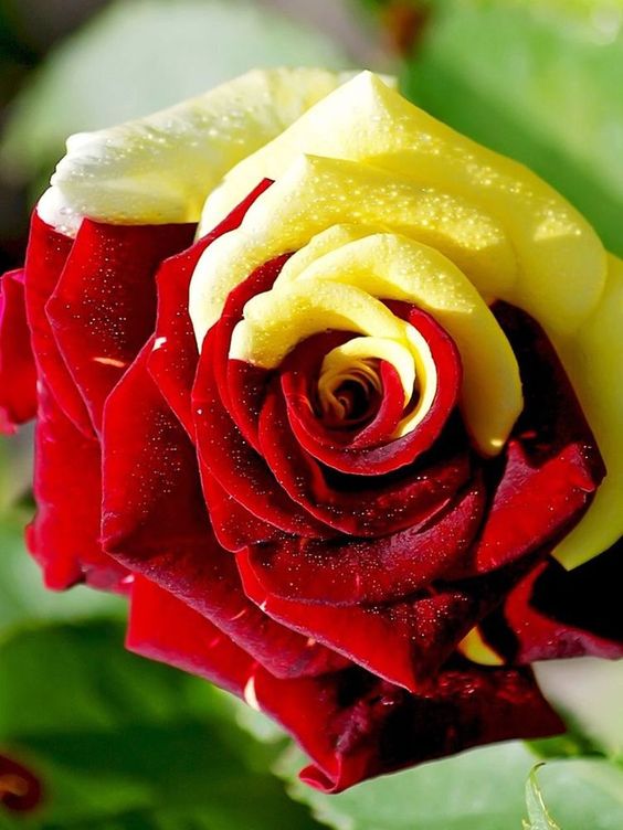 Gold Red Rose Seeds