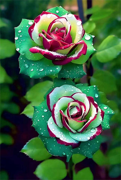 Ruby Green Twin Roses