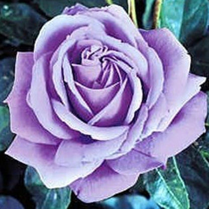 Light Purple Climbing Rose Seeds