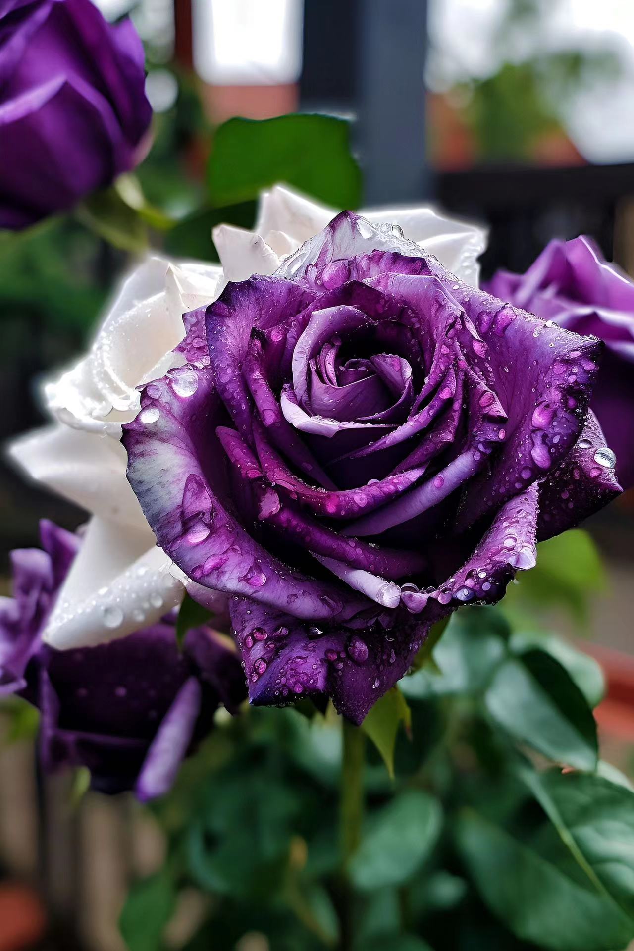 Rare Purple and White Twin Roses