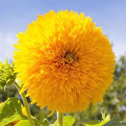 Teddy Bear Sunflower