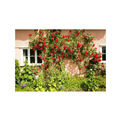 Climbing Rose (Red) 50 Seeds