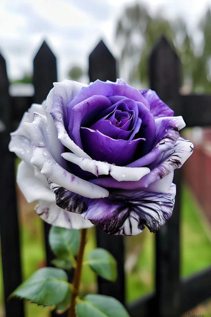 Rare Purple and White Twin Roses