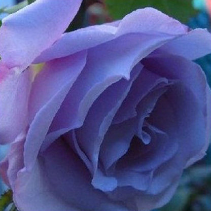 Light Purple Climbing Rose Seeds