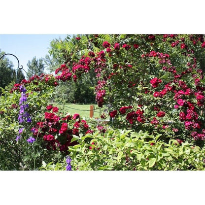 50pcs/Bag Red Climbing Rose Seeds