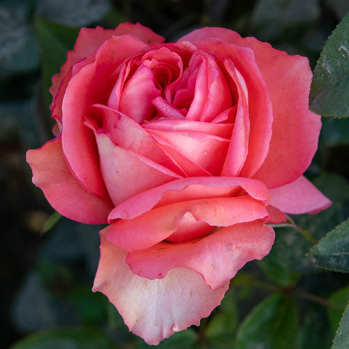 Hybrid Tea Rose