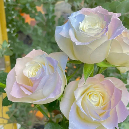 Rare Seeds - Datura Langaros Roses of the Western Regions