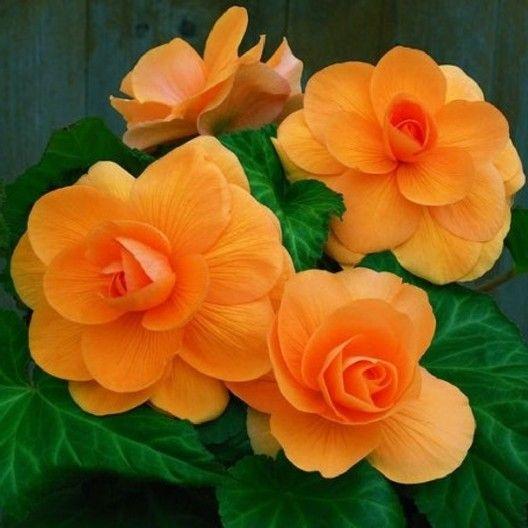 BEGONIA TUBERS (ROSEFORM) - APRICOT