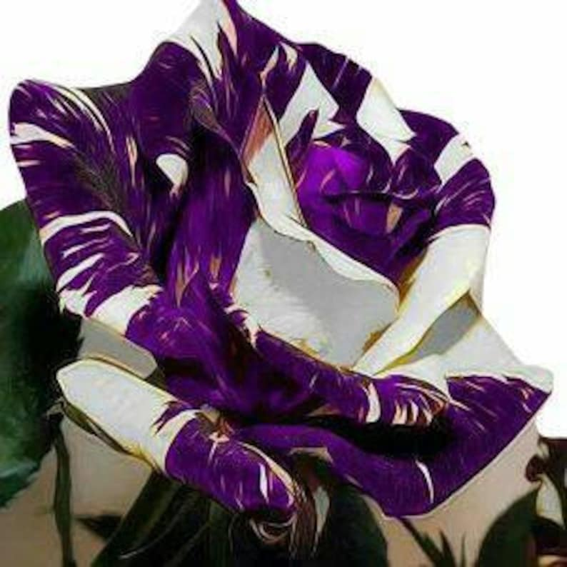 Purple white rose flower seeds