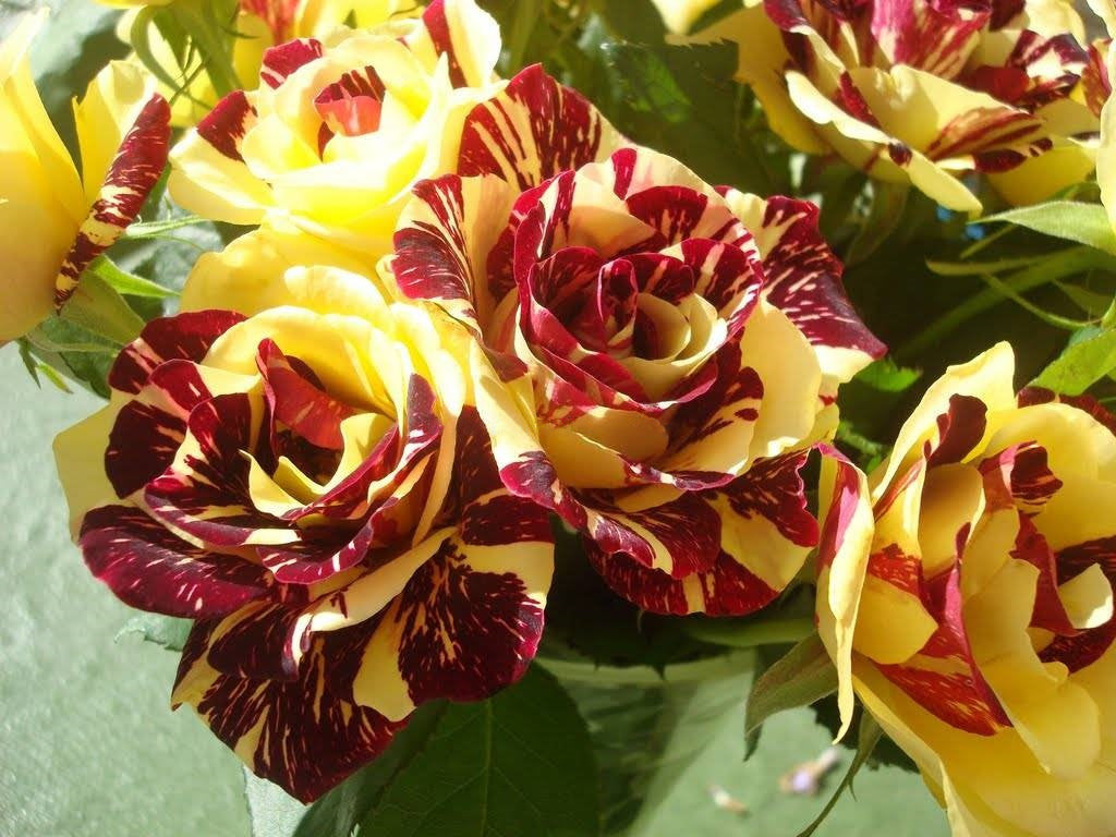 Tea Rose 'Dragon Tiger' Seeds