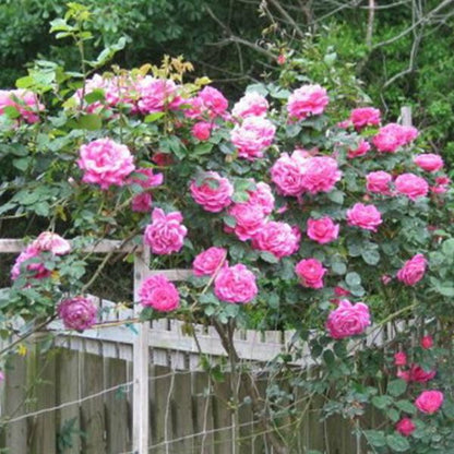 Pink Lady Rose Climbing Seeds