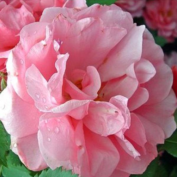 Pink Lady Rose Climbing Seeds