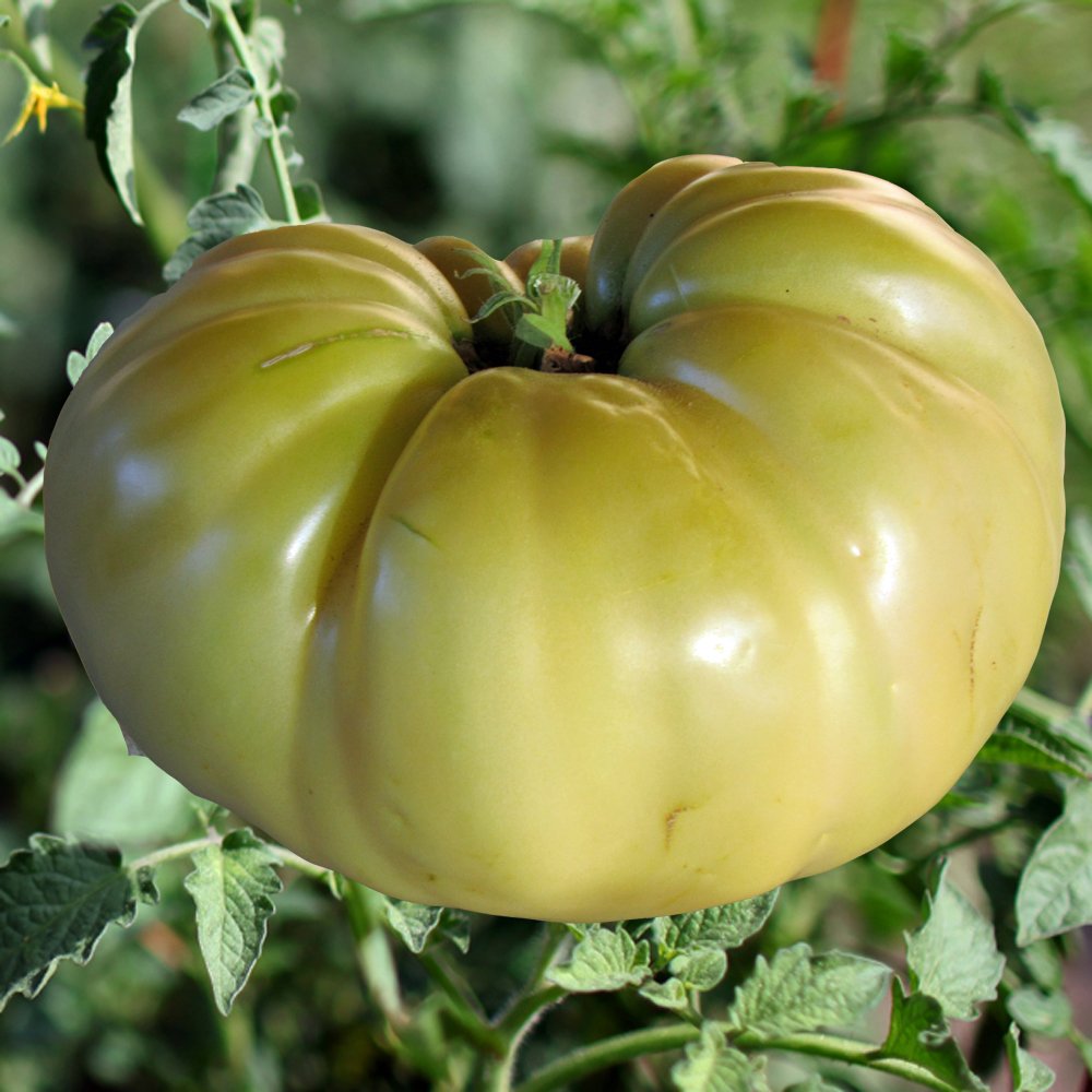 🔥🔥Rare White Beauty Tomato Seeds