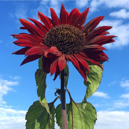 Sunflower - Crimson Peach Sunflower seeds