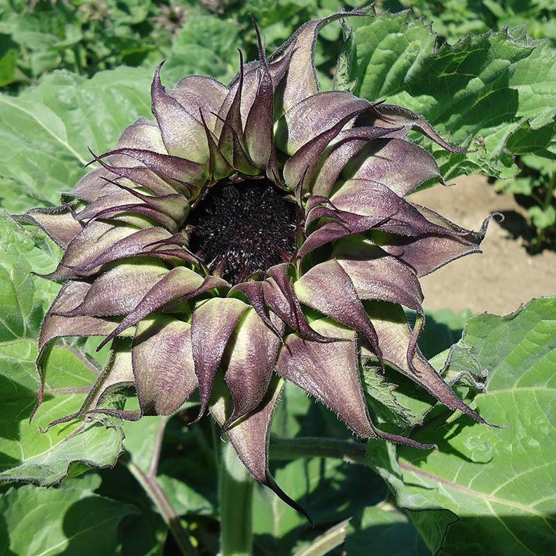 💥50% OFF🌻Unique Sunflower, Sun-Fill Mix Hybrid🏵️