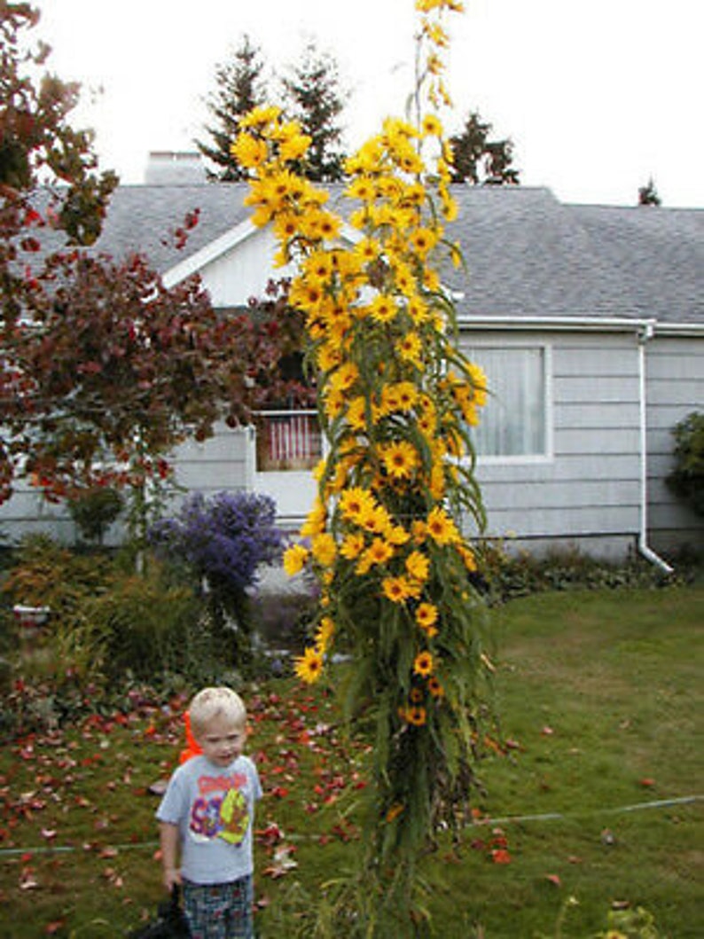 Giant Maximillian Sunflower Seeds - Perennial Sunflower