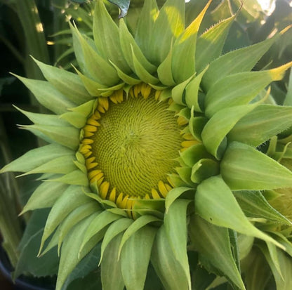 Green Sunflower Seeds Rare Sun Flower Seeds